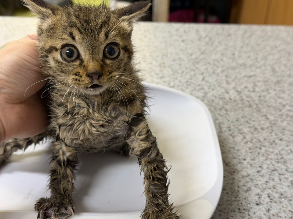 종료(자연사) 한국…